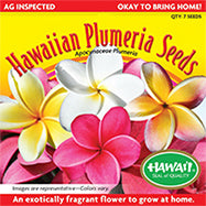 Hawaiian Plumeria Seeds (5 Pack)